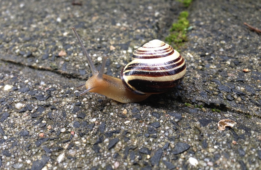 snail-1063165_1280