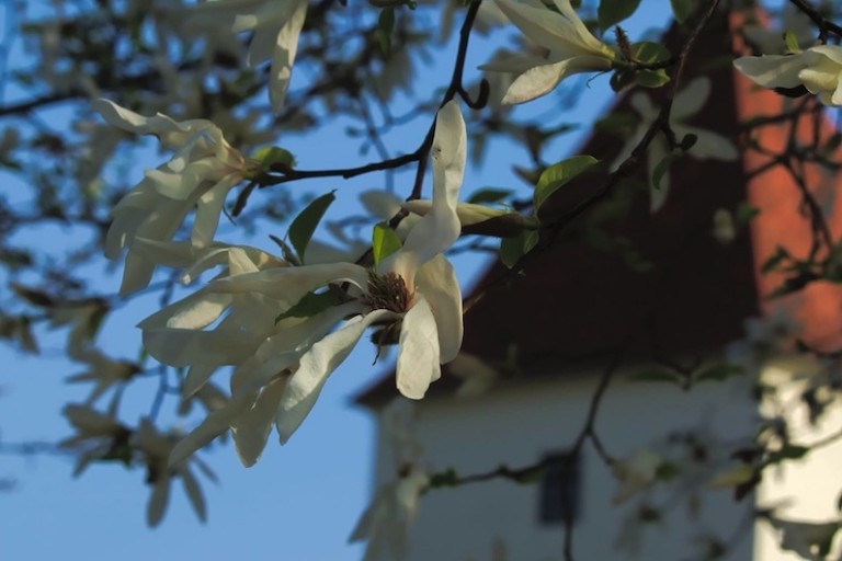 Menthetetlenül itt a tavasz – fotók várral, tulipánfával