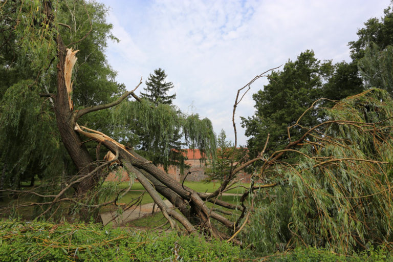 Kidőlt fák, megbontott tetők – Sárváron is nagyok a viharkárok
