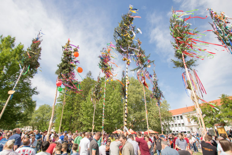 Idén 50 májusfát állítottak fel a Nádasdy-vár parkjában