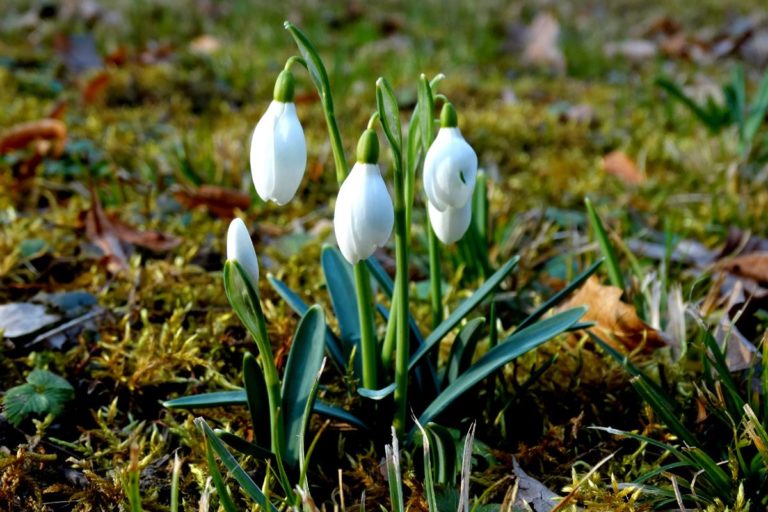 Téli tavasz… – Februári séta az arborétumban